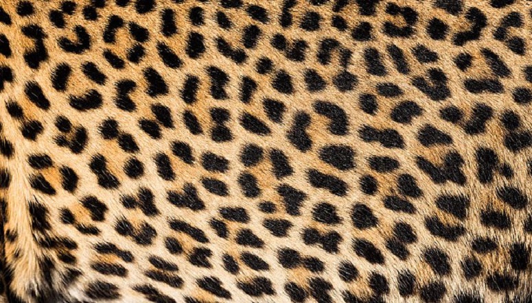 Wearing Leopard Print