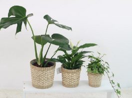 baskets and plants